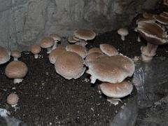 149 MUSEE DU CHAMPIGNON A  SAUMUR 2016 1_000025